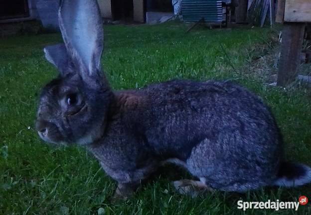 króliki OSC OSN BOS Limanowa