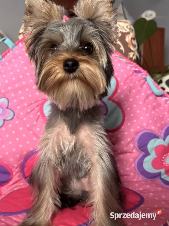 Suczką Yorkshire Terrier Czeladź