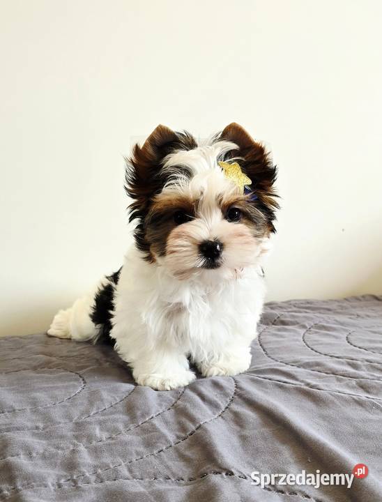Śliczny maluszek piesek BIEWER Yorkshire Terrier Orzesze