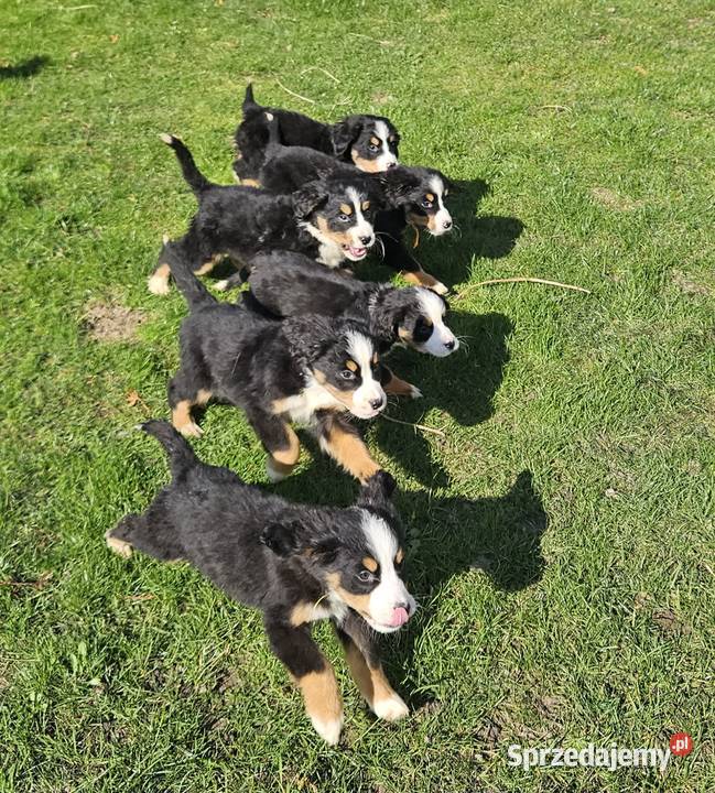 Berneński pies pasterski Radom