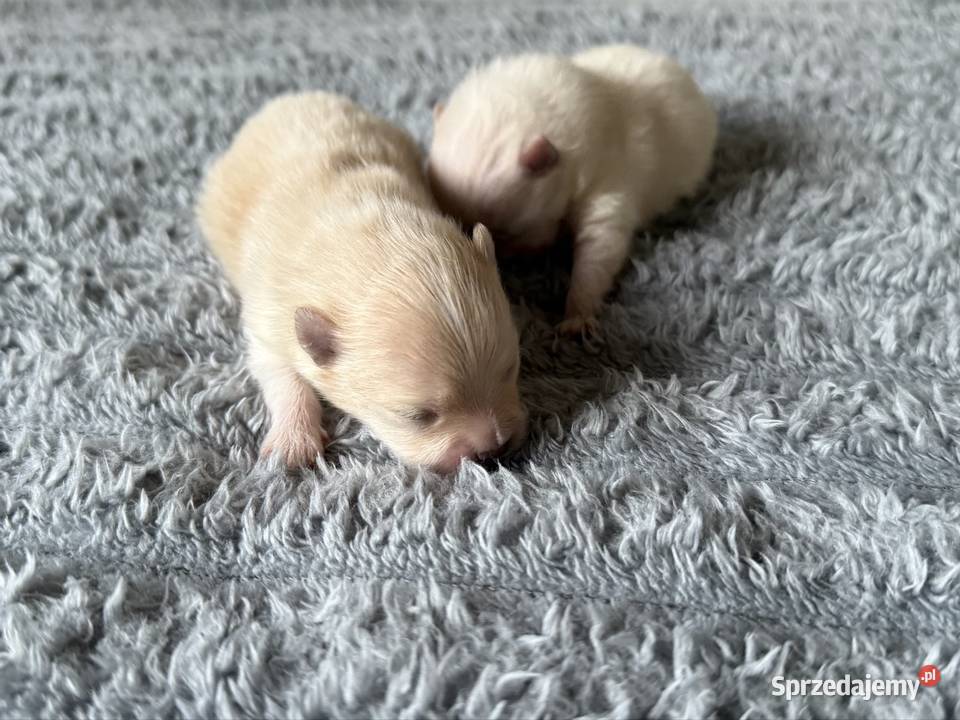 Szpic miniaturowy pomeranian Gliwice