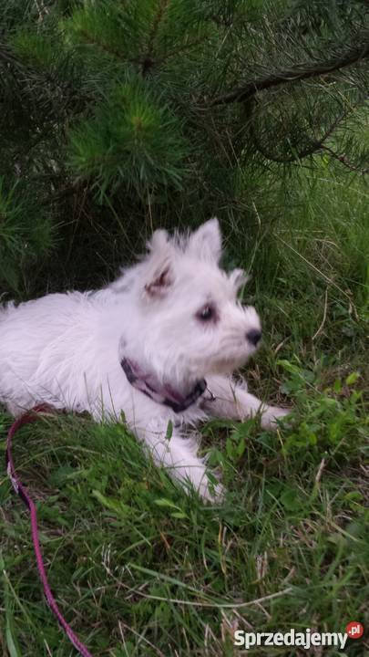 West highland white terrier suczka podkarpackie Stalowa Wola sprzedam