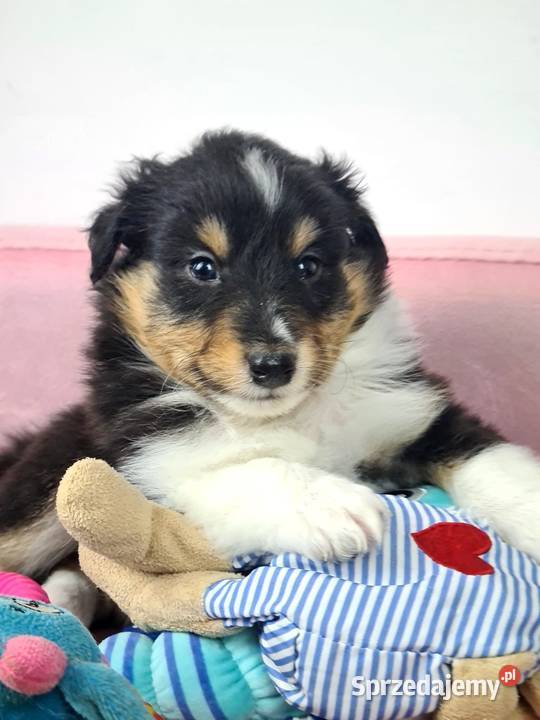 Owczarek szetlandzki sprzedam