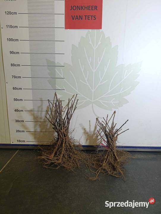 Sadzonki porzeczki czerwonej 23 wybór Jonker Stary Pożóg