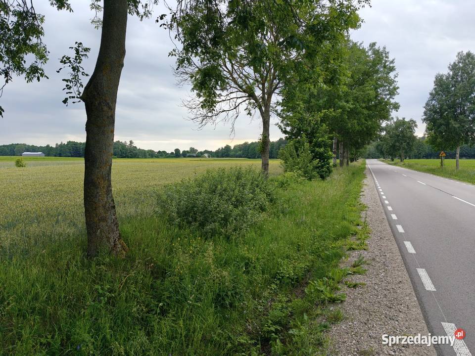 Syndyk sprzeda Nowy Szczeglin