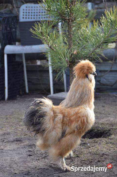 Jajka lęgowe silki usa Łochów