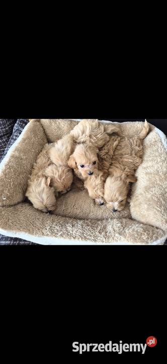 Pięknie szczeniaki Maltipoo Święta Katarzyna