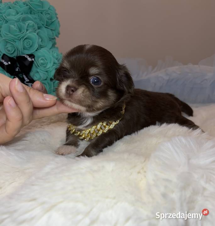 Chihuahua mini piesek czekoladowy długowłosy łódzkie Bełchatów