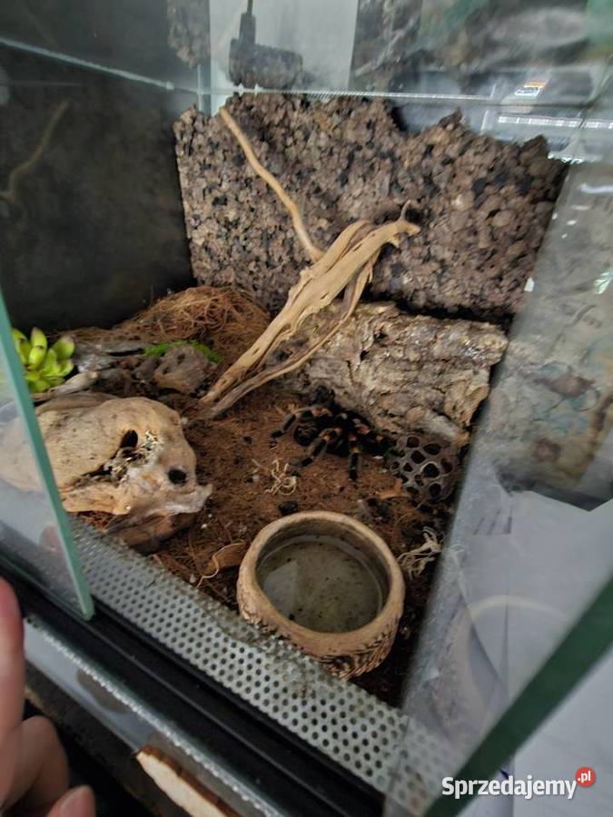 Brachypelma hamorii 7dc samiczka Kraków