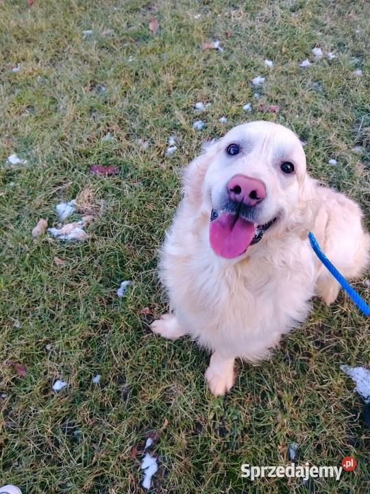 Piękny kremowy Golden Retriever 2 lata łagodny Radomsko