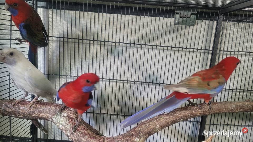 Papugi Rozelle krolewskie
