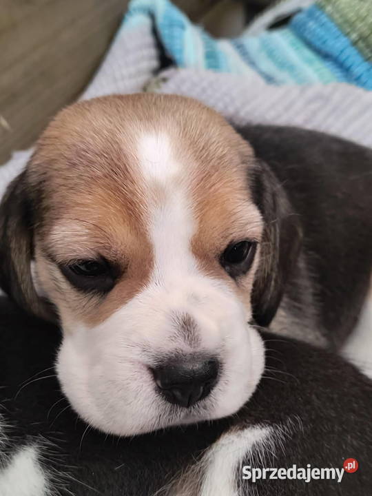 Beagle szczenięta championie Mińsk Mazowiecki sprzedam