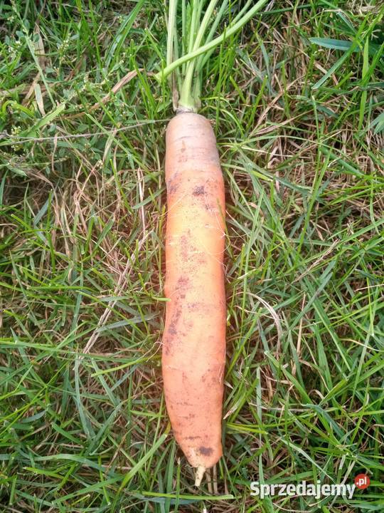 WarzywaZboża z małego gospodarstwa sprzedam