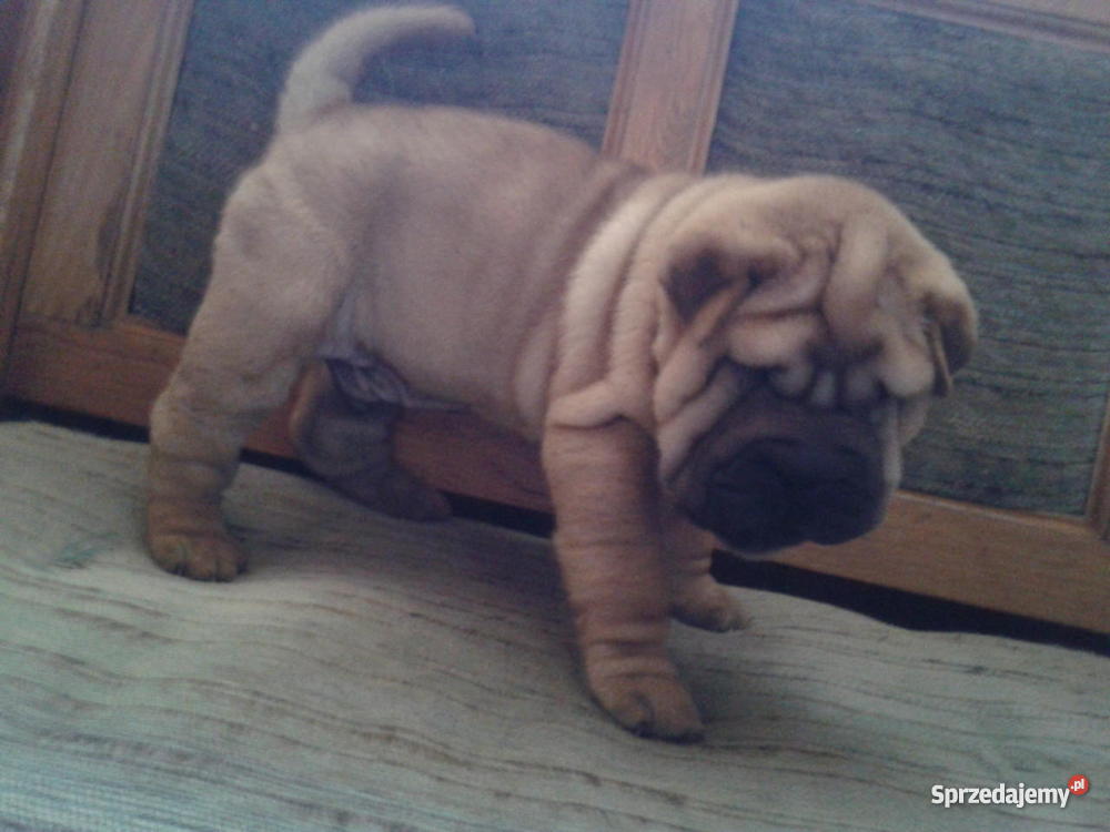Szczenięta SHARPEI