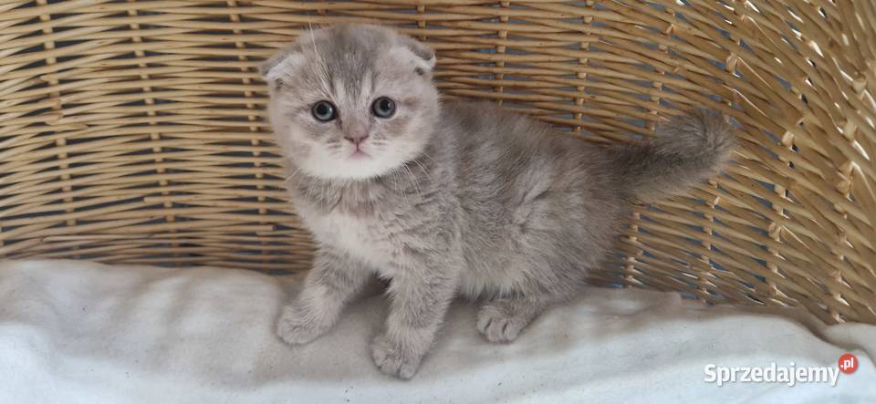 Kotka Szkocka liliowa zwisłoucha śląskie