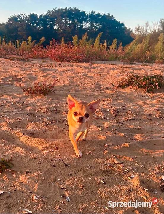 Chihuahua suczka ZKwP sprzedam