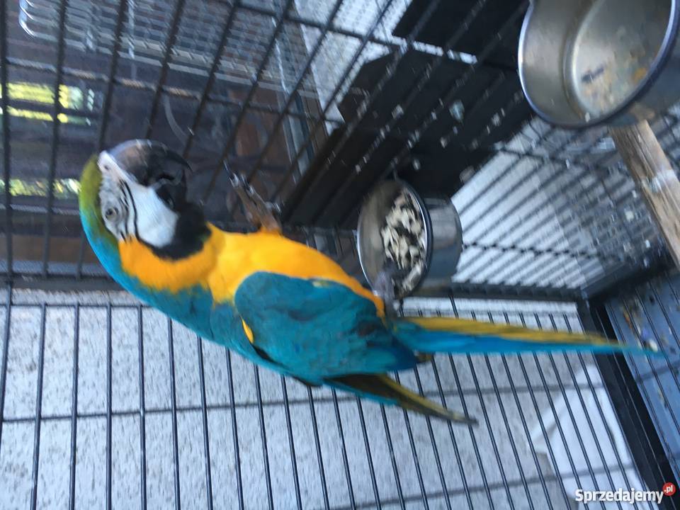 Sprzedam papugę Are Katowice sprzedam