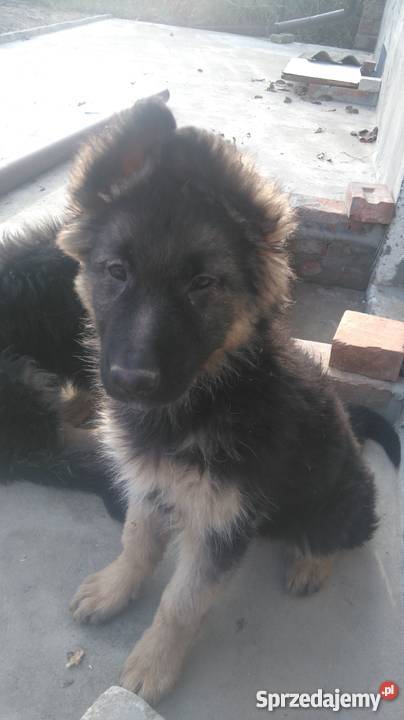 szczeniaki wilk długowłosy lubelskie Struża sprzedam