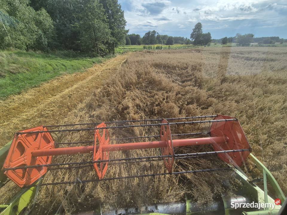 Owies Rambo Figaro Zboża lubelskie Lubartów