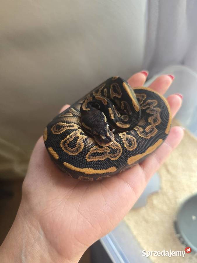 Pyton królewski Black Pastel poss het pied Suwałki sprzedam