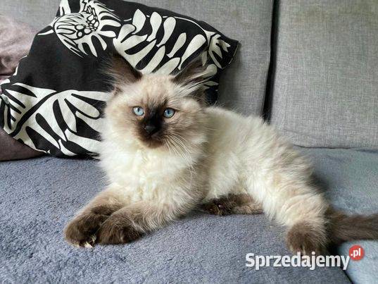 Kotki Syberyskie Neva Masquerade