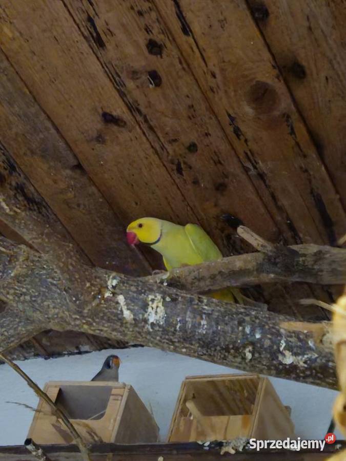 Sprzedam aleksandrette