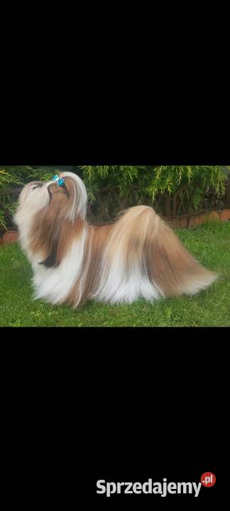 Shih tzu piesek Mokrsko