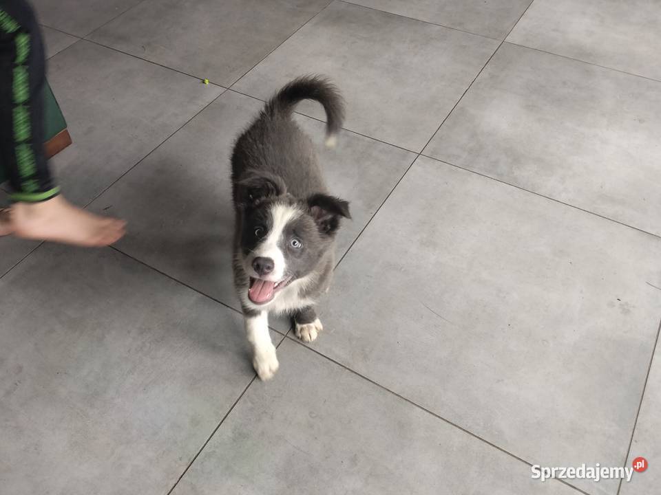 Border collie suczka blue kujawsko-pomorskie Józefowo sprzedam