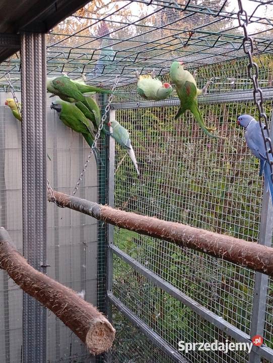 Aleksandretta Wieki i Chińska małopolskie Zator