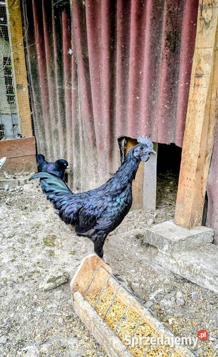 Sprzedam parę kur ayam cemani Ptaki Gierałtowice