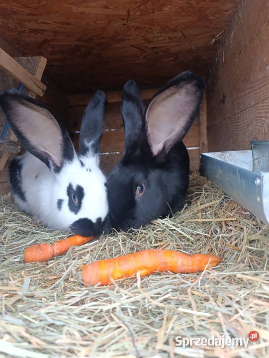 Sprzedam 2 samce srokacz niemiecki Ciasna