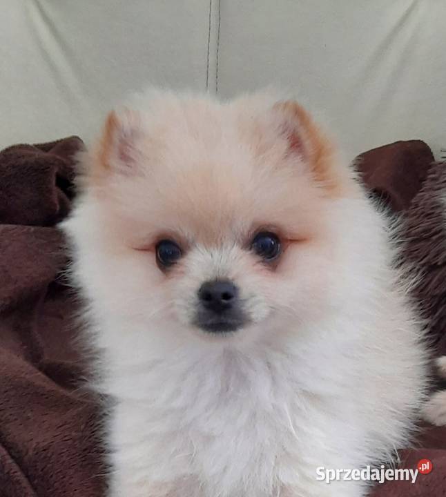 Przepiękne niedźwiadki rasy pomeranian Radom sprzedam