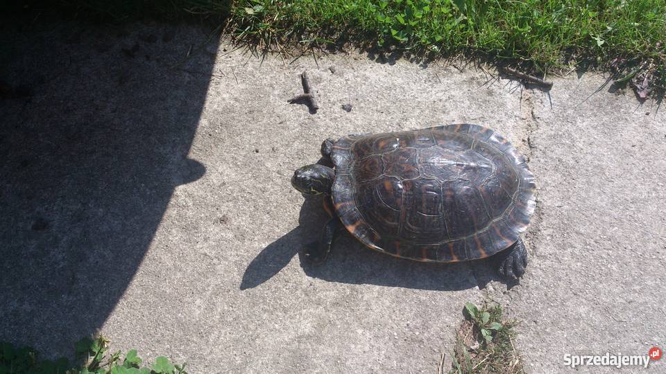 Oddam żółwia wodnolądowego Rzeszów