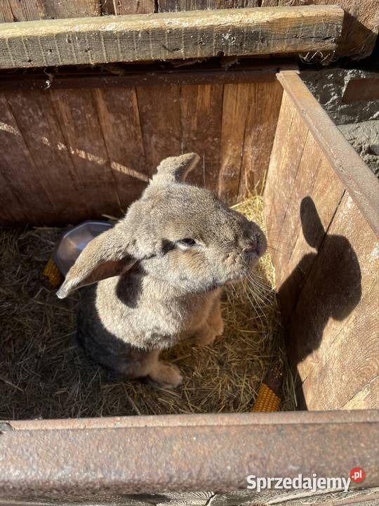 Króliki mieszance Dobra Nadzieja sprzedam