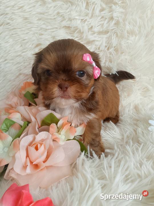 Suczka szuka domku ShihTzu Kluczbork