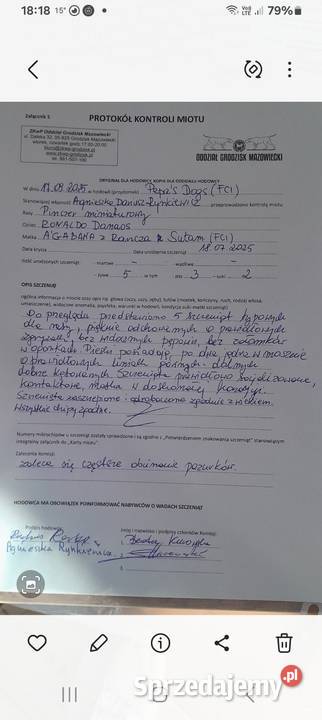 Pinczer miniaturowy FCI Chempinie Polski Zwierzęta Grodzisk Mazowiecki
