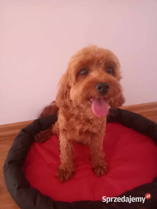 Zapowiedź miotu  Cavapoo