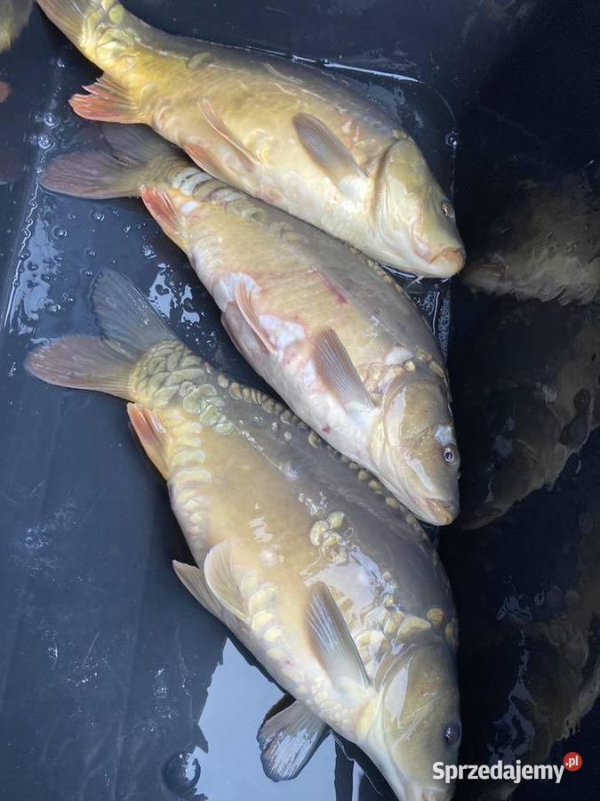 Karp handlowy mazowieckie Radom