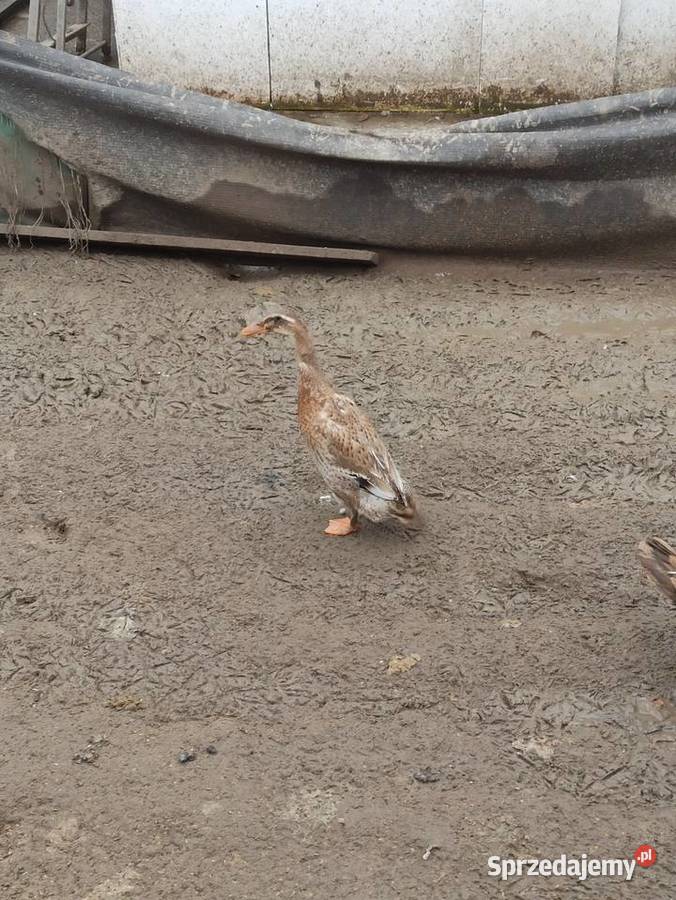 Kaczki biegusy biegusy indyjskie Rolnictwo Krasnystaw