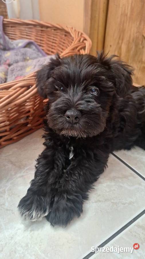Cudny sznaucerek miniaturowy szczeniaczki czarne Sznaucer Wołomin
