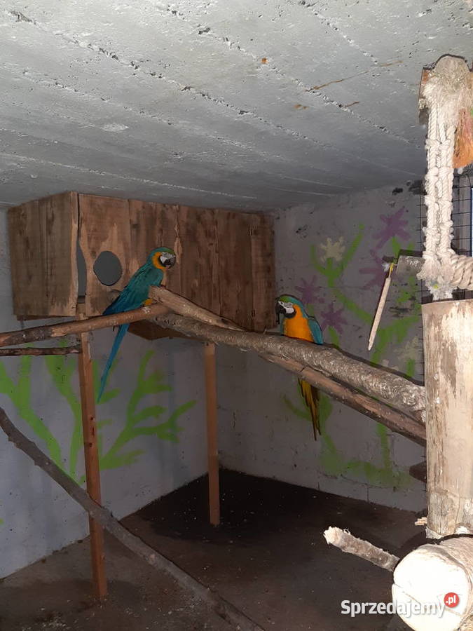 Sprzedam papugi ary małopolskie Kraków