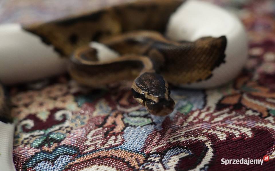 Wąż Pyton królewski Piebald Pied SMILE cb21 Gdańsk