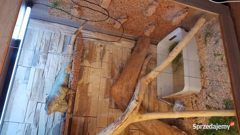 Sprzedam legwana zielonego Iguana Iguana Lublin