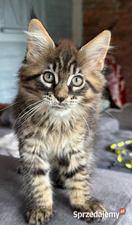 Kocięta Maine coon Maine Coon pomorskie Pruszcz Gdański