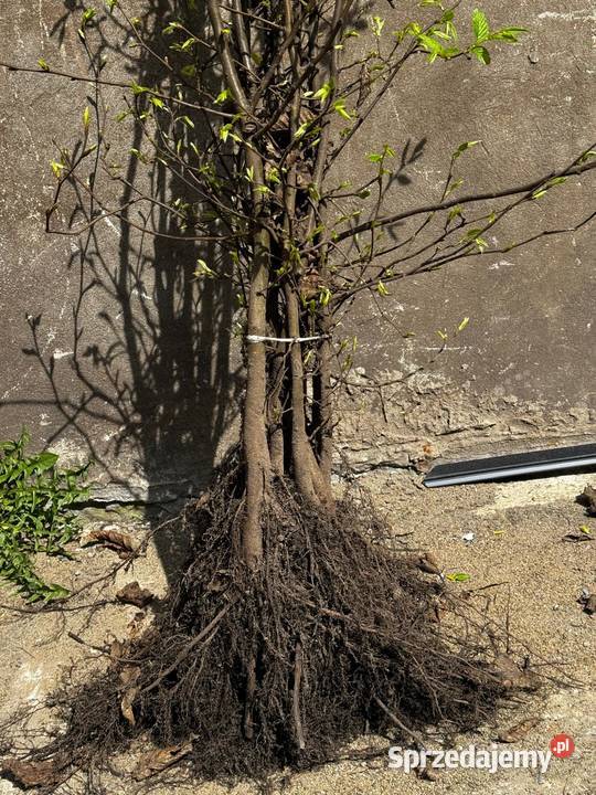 Grab pospolity Gotowe Rozkrzewione Sadzonki Kielce