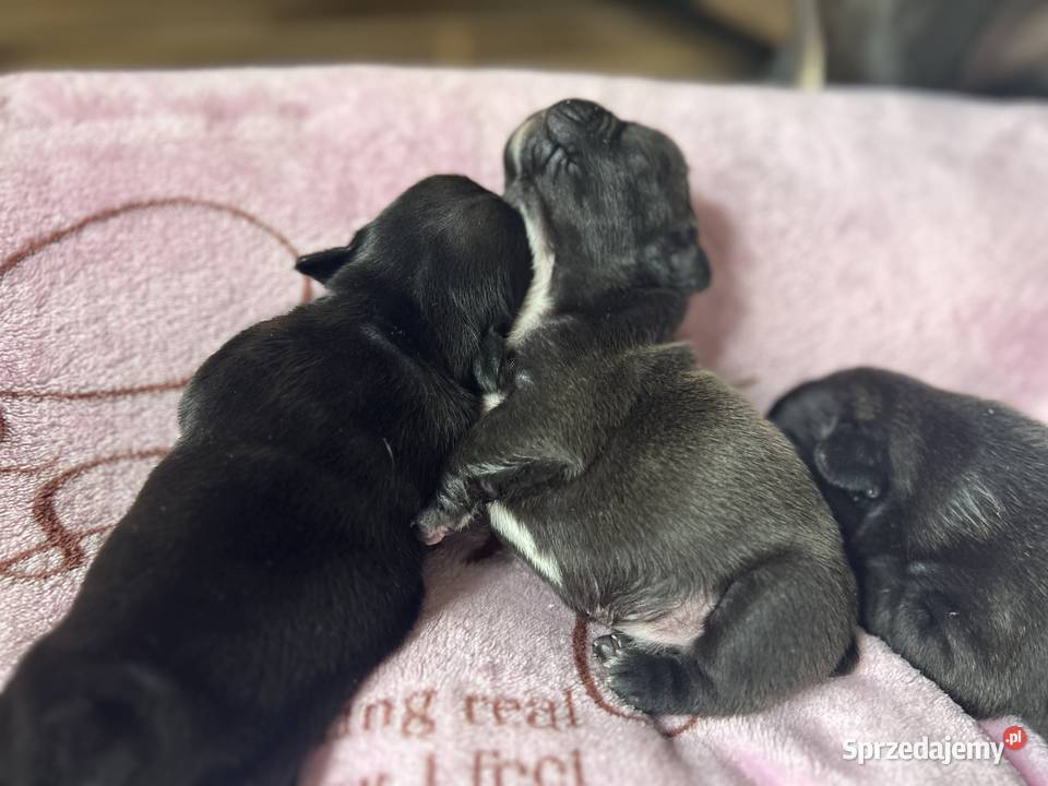 Piękne Buldogi Francuskie śląskie Dąbrowa Górnicza