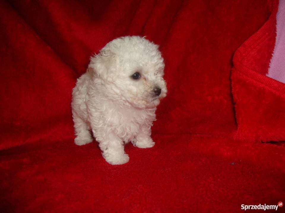 Bolończyk ostatnia suczka z metryką KC