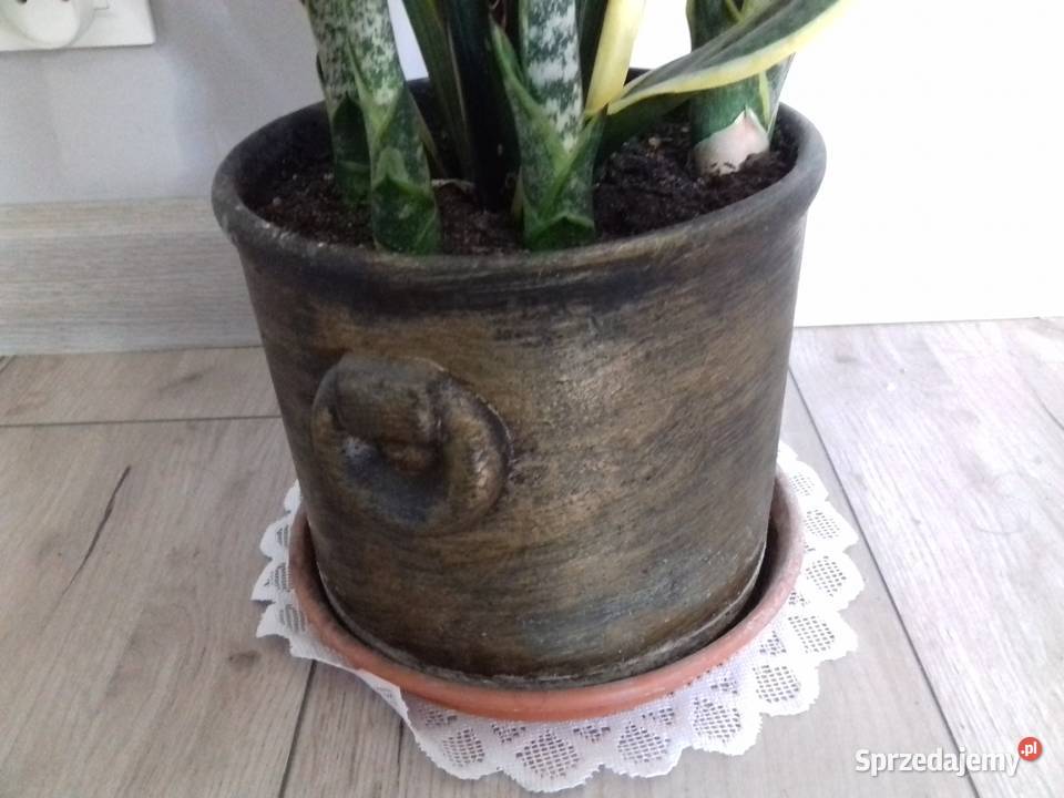 Kwiat doniczkowy Sansewieria gwinejska 67 kujawsko-pomorskie Bydgoszcz