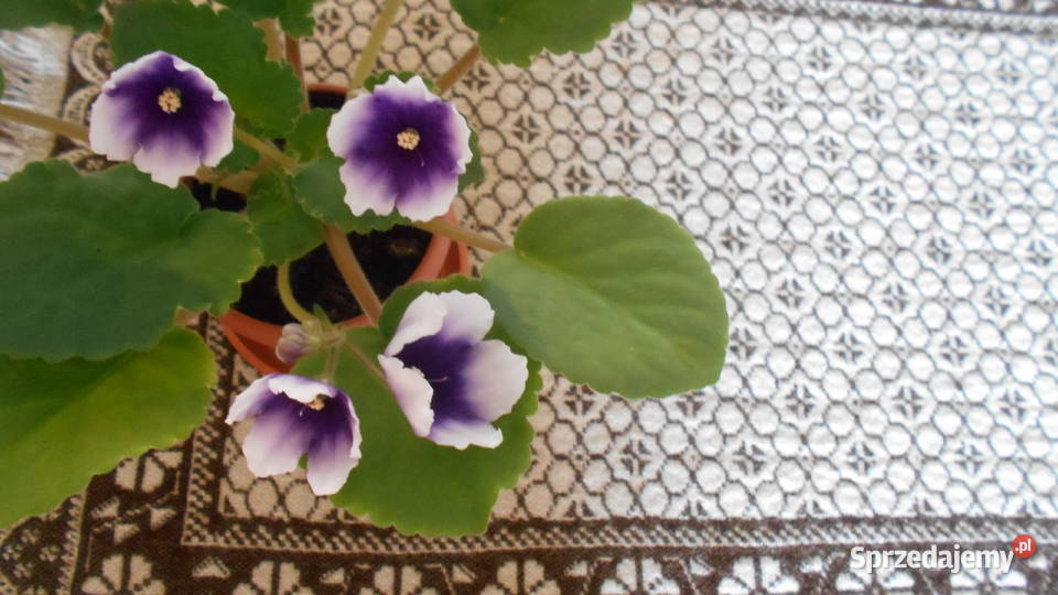 Fiołki afrykańskie kolekcjonerskie 2 50 fioletowy Sosnowiec