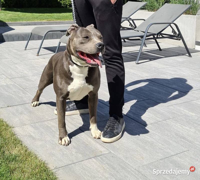 Amstaff piesek American Staffordshire Terrier sprzedam